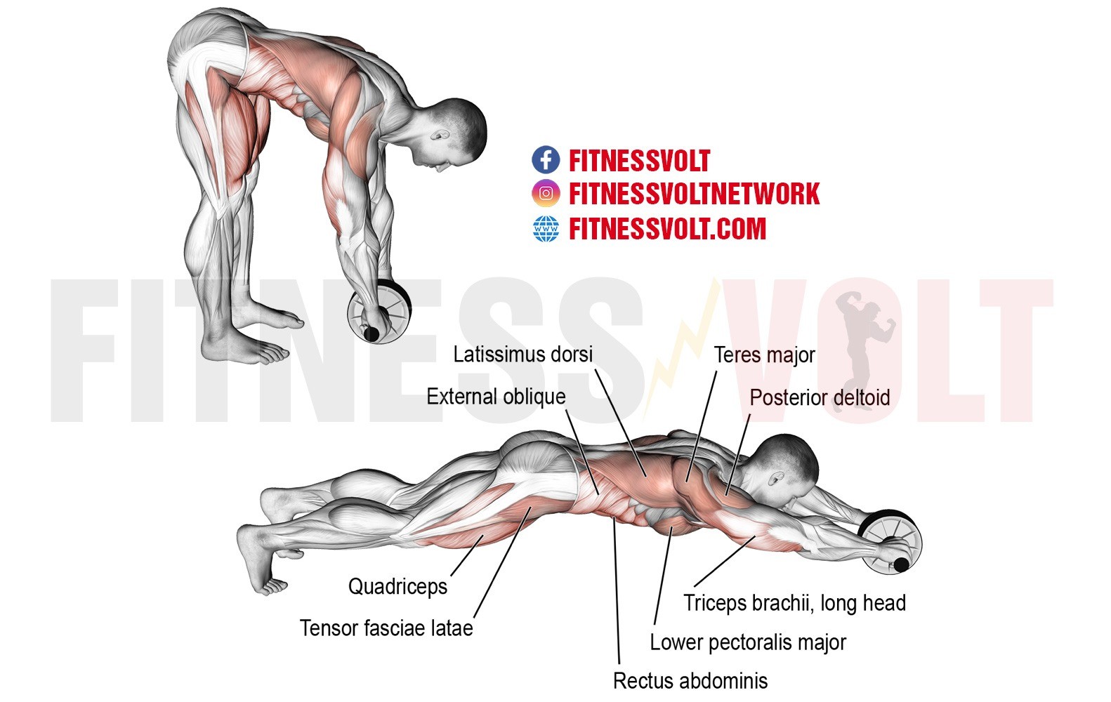 How to Do Kneeling Ab Wheel Roll-Out: Muscles Worked & Proper Form –  StrengthLog