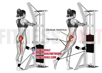 Standing cable hip extension