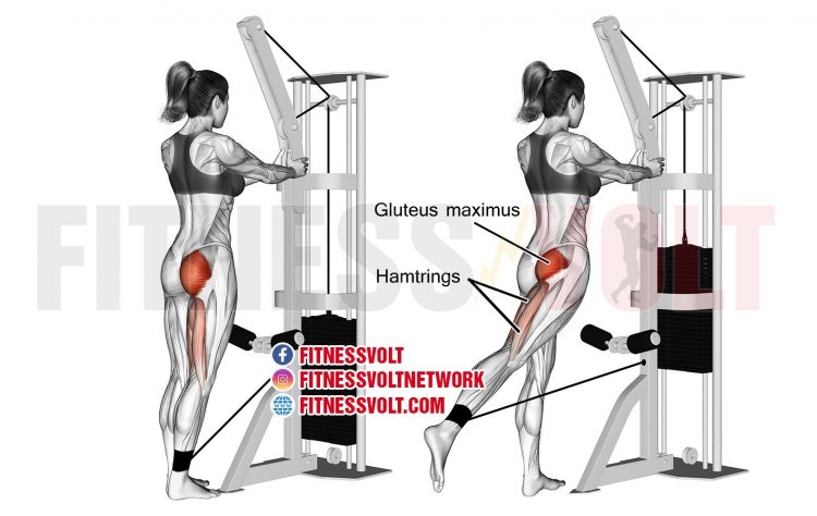 Standing cable hip extension