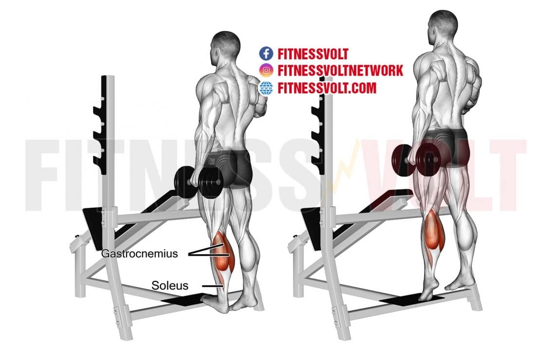 Standing Dumbbell One-Leg Calf Raise (Calves) – Fitness Volt