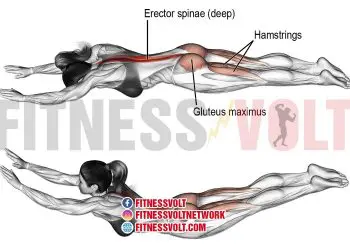 Superman Exercise: Strengthen Core, Glutes, and Back Muscles