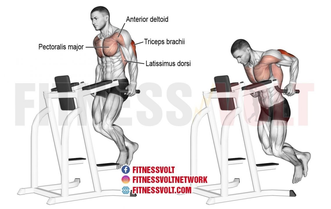 Tricep Dip Triceps Exercise Guides And Videos Fitness Volt 2103