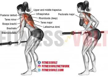 Underhand Yates Row: Target Your Lats and Deltoids Effectively