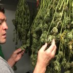 Nick Diaz Reportedly Arrested