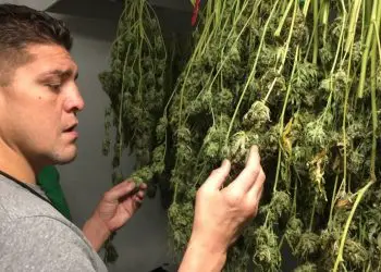 Nick Diaz Reportedly Arrested