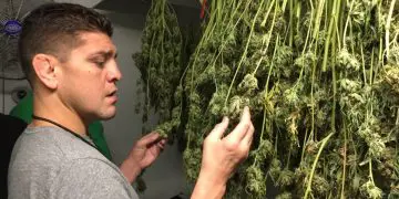 Nick Diaz Reportedly Arrested