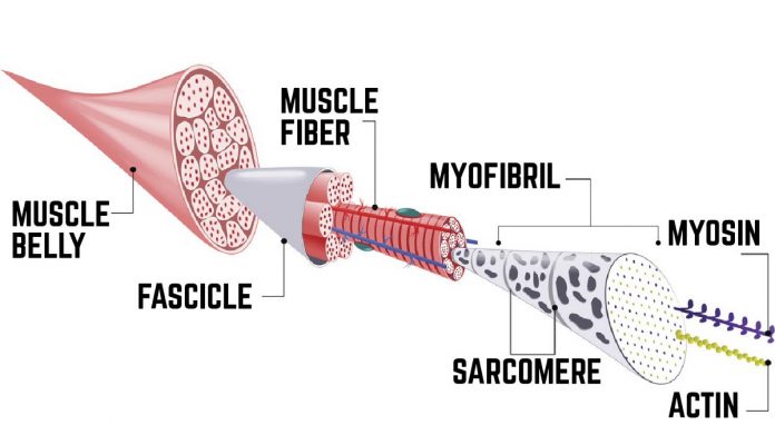 What Is Muscle Hypertrophy And Why It’s Important For You To Know ...