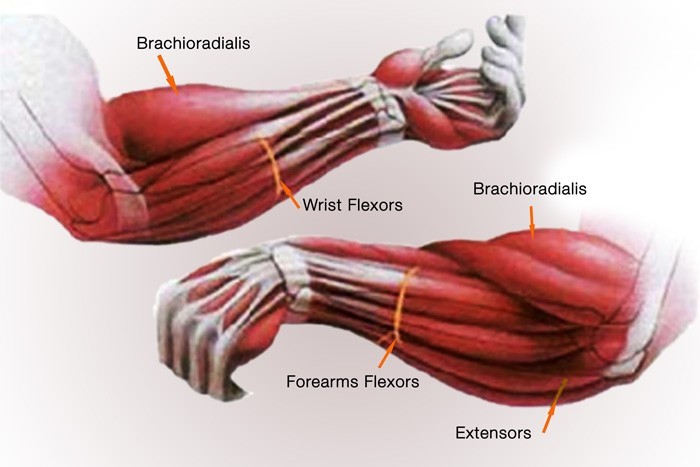 Forearms anatomy