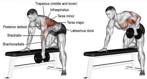 bent rows dumbbell