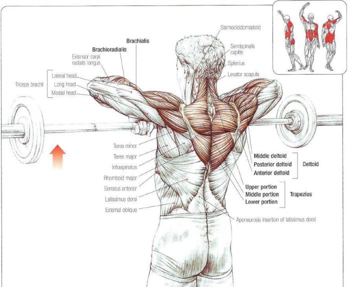 The Ultimate Guide to Upright Rows – Fitness Volt