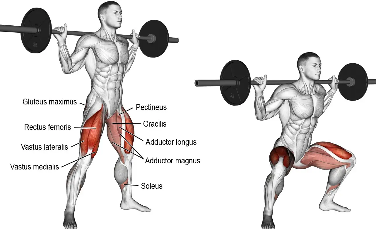 Anatomy illustration of muscles involved in a barbell back squat