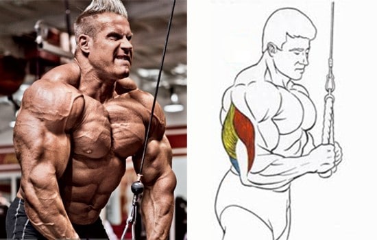 Jay Cutler's 7 Tips for Huge Triceps - Muscle & Fitness