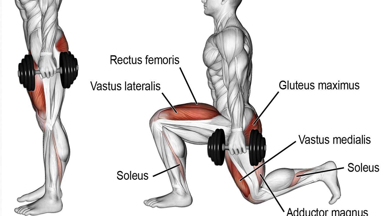 Muscles worked with lunges