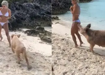 Instagram Model Michelle Lewin Gets Butt Bitten By Crazy Pig During Photoshoot