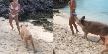 Instagram Model Michelle Lewin Gets Butt Bitten By Crazy Pig During Photoshoot