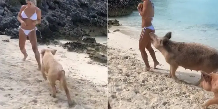 Instagram Model Michelle Lewin Gets Butt Bitten By Crazy Pig During Photoshoot
