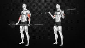 Barbell Curl Guide