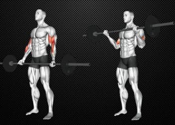 Barbell Curl Guide