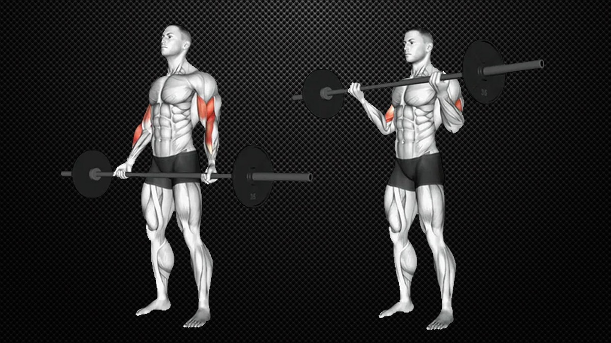 Barbell Biceps Curl Barbell Biceps Curl