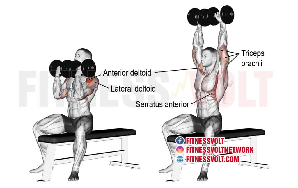 Arnold Press (Shoulders) – Fitness Volt