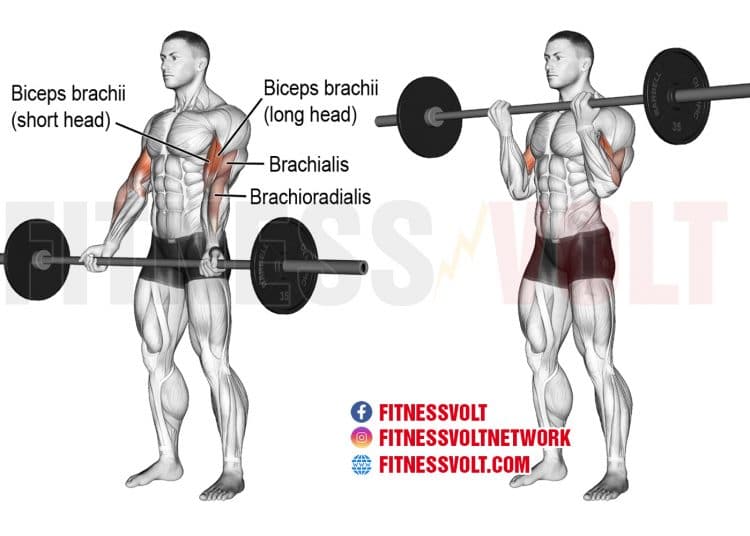 Barbell Bicep Curl