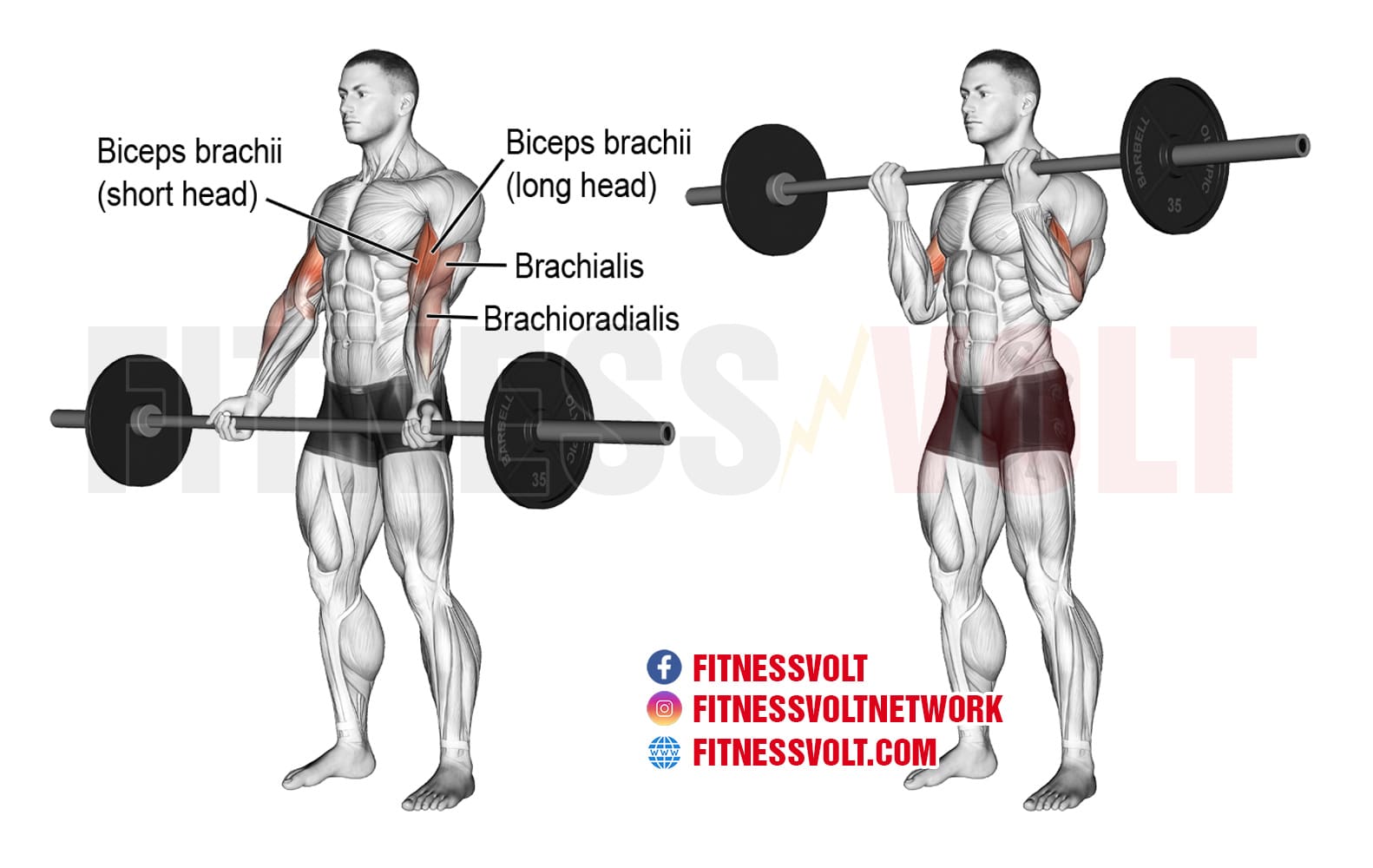 muscles worked by barbell bicep curl