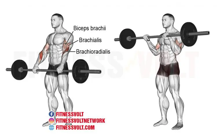 Image result for Barbell reverse curls
