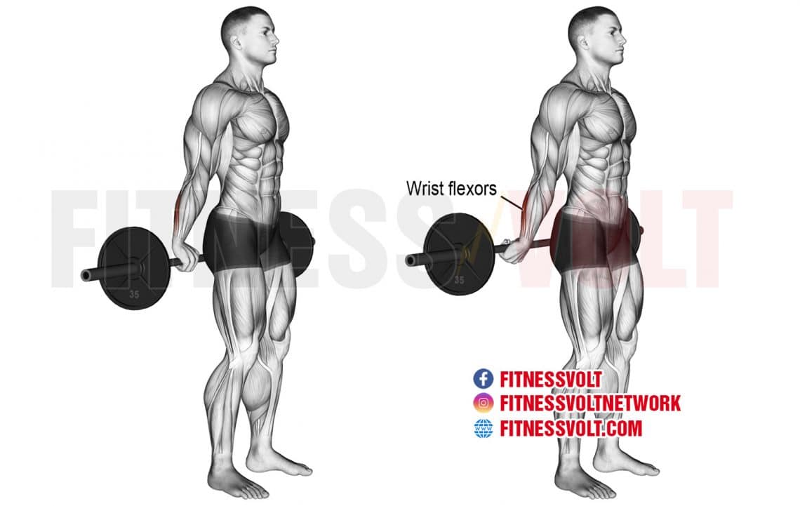 How To Do BehindtheBack Barbell Wrist Curl (Forearms) Fitness Volt