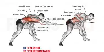 Transform Your Back: Bent-Over One-Arm Cable Pull Guide