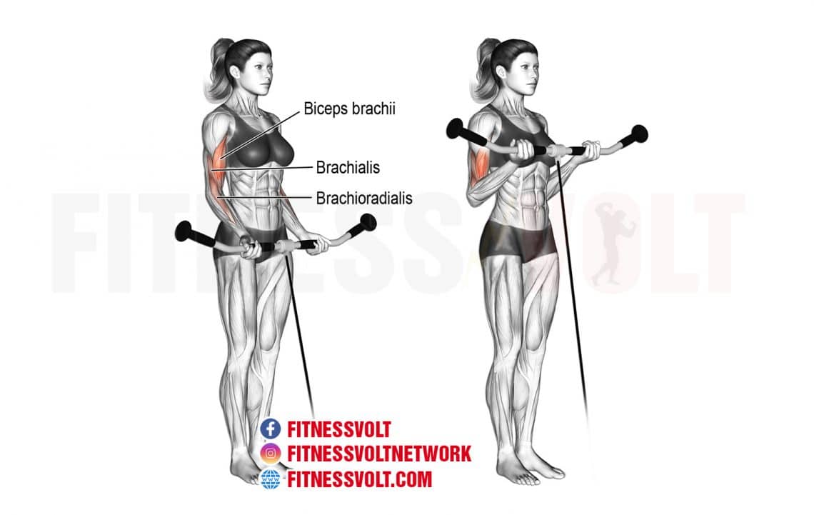 Cable Curl Biceps Fitness Volt 3269