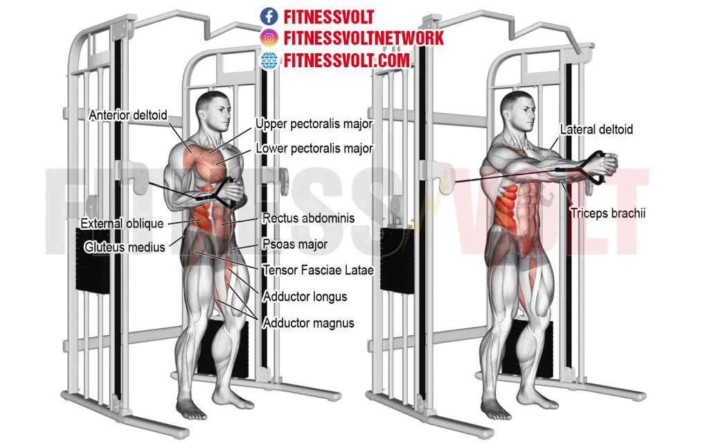 Anatomy illustration of a horizontal cable Pallof press.
