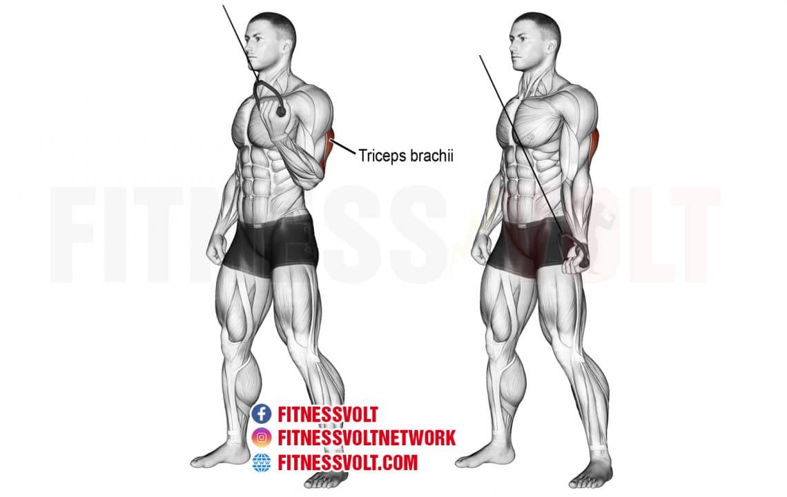 Cable One-arm Reverse-grip Tricep Push-down (triceps) – Fitness Volt