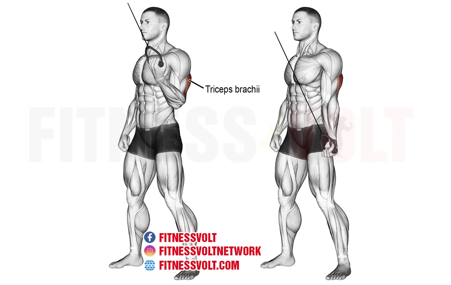 Single arm cable triceps pushdown