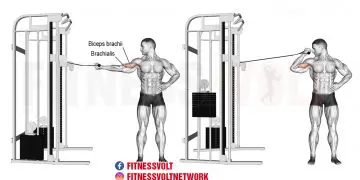 Ultimate Cable Overhead Bicep Curl for Arm Strength