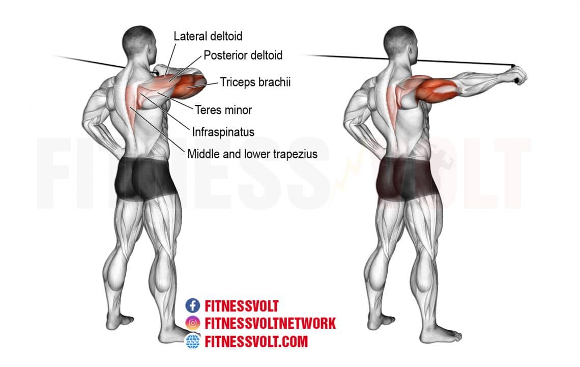 Cable Rear Drive (Triceps, Shoulders) Fitness Volt