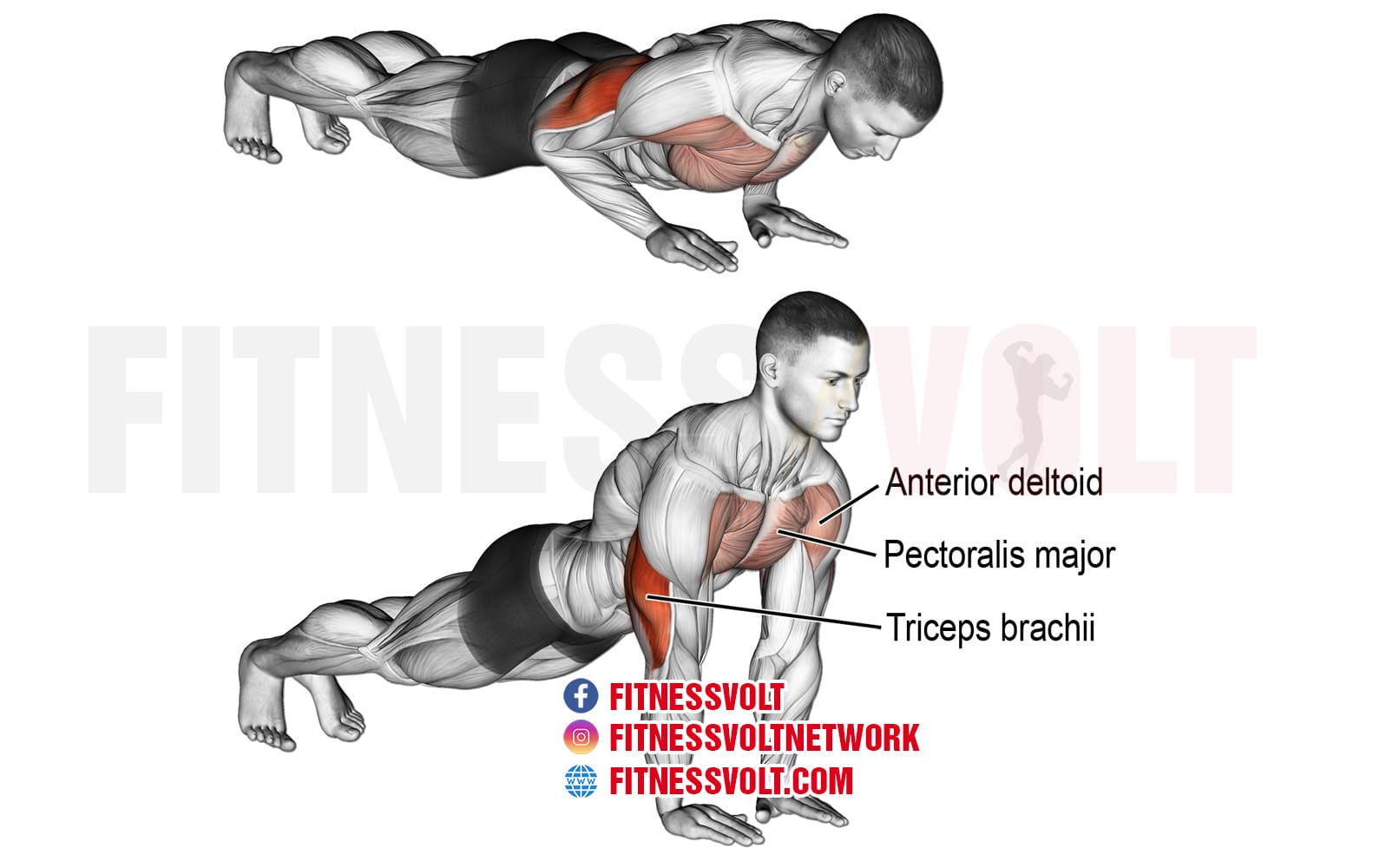 Close-Grip Push-Up (Triceps, Chest) – Fitness Volt