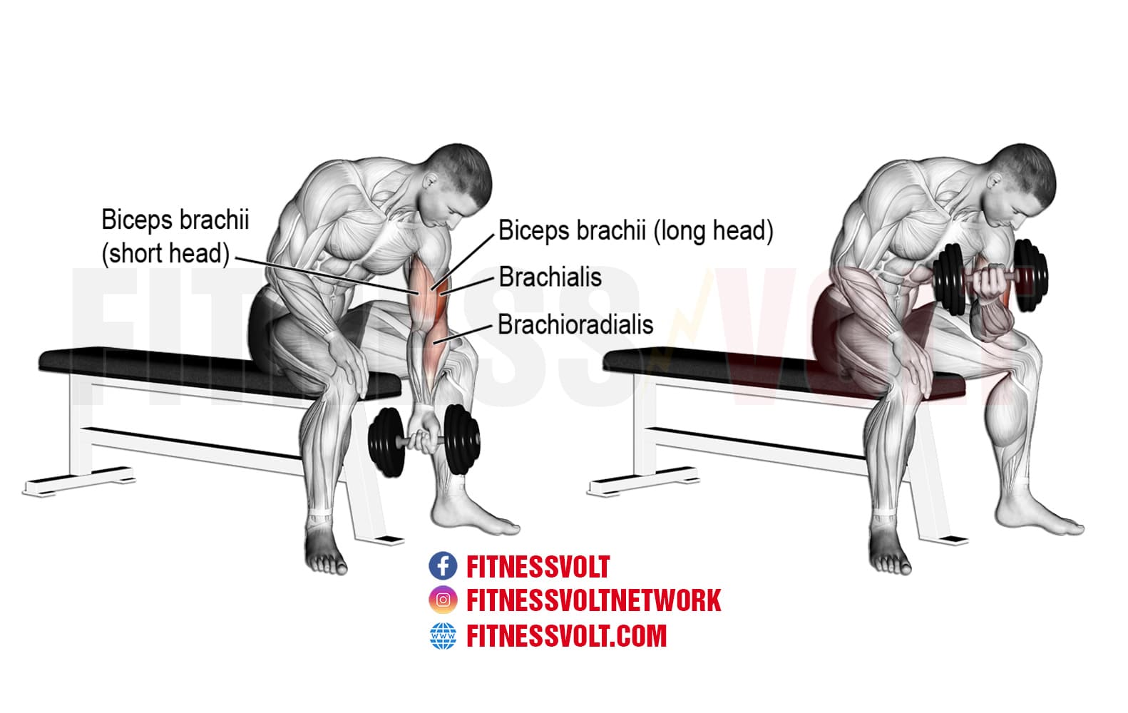 bicep curl isolation