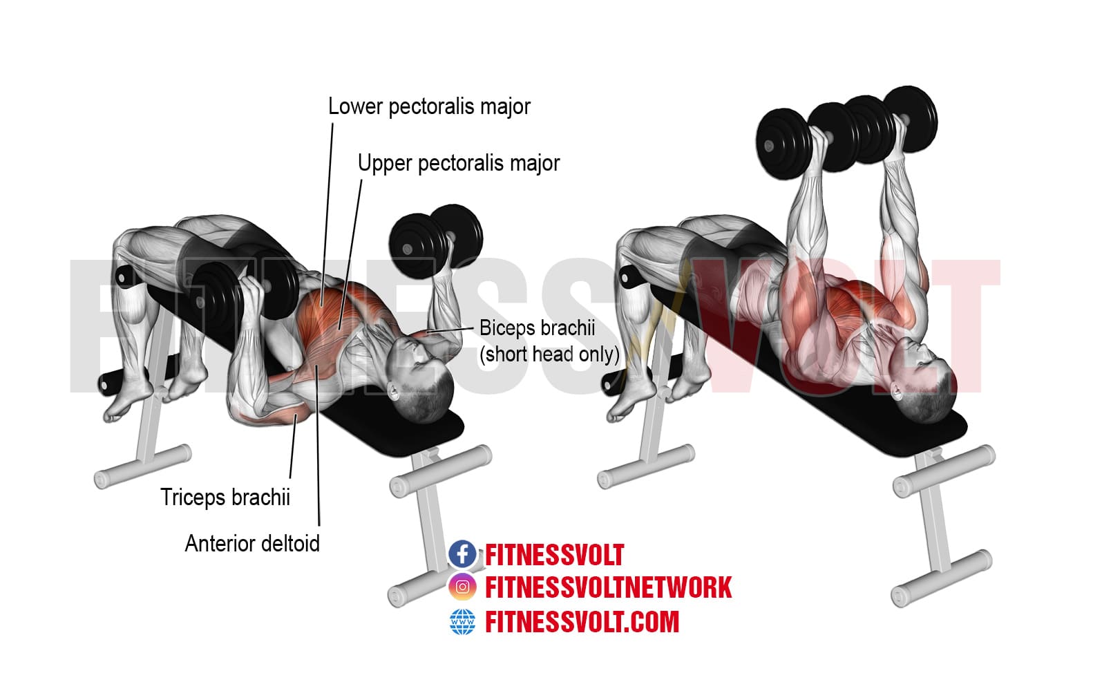 Decline Barbell Bench Press