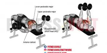 Master the Decline Dumbbell Fly for Chest Development