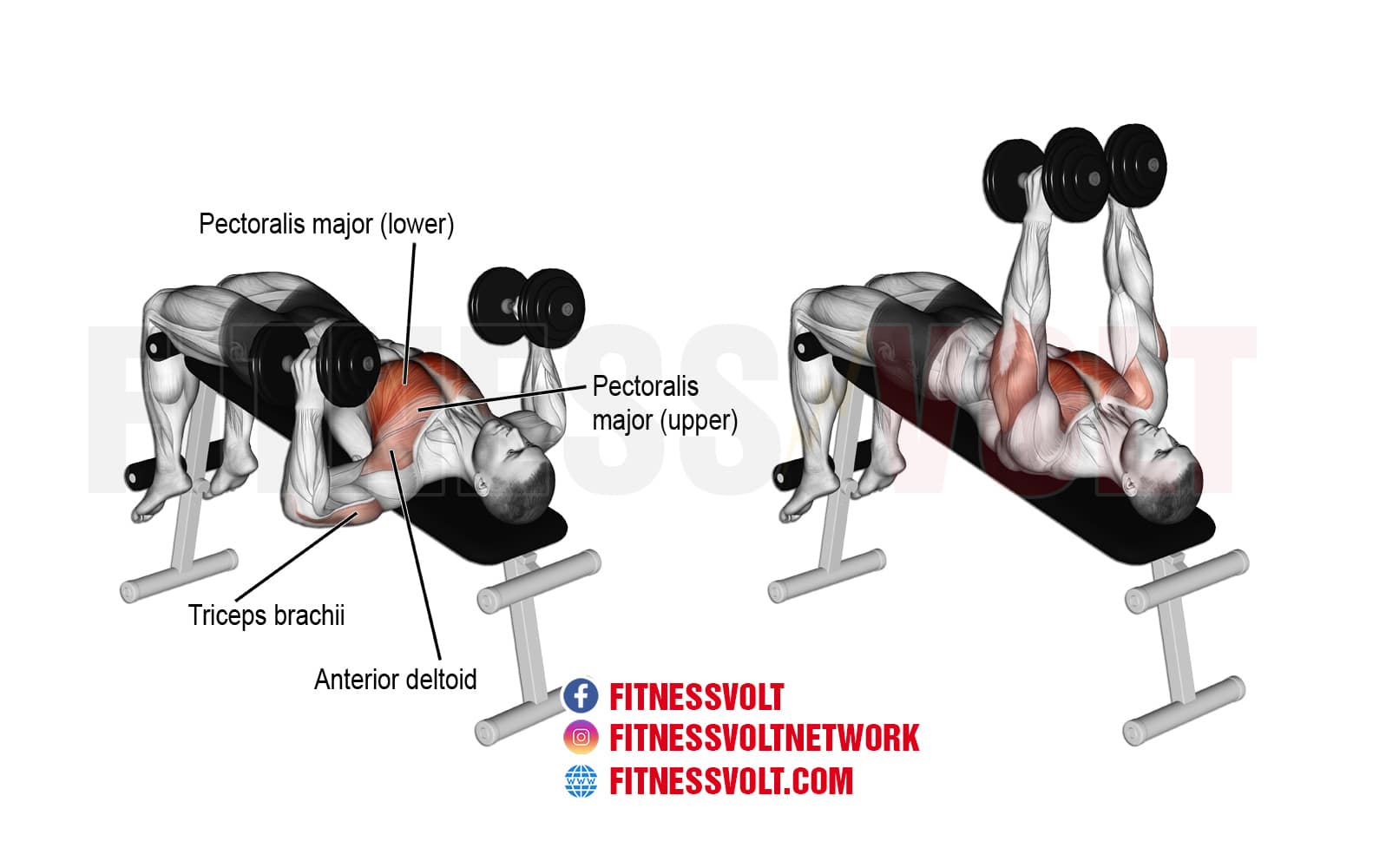 How To Do Decline Hammer Grip Dumbbell Bench Press Chest