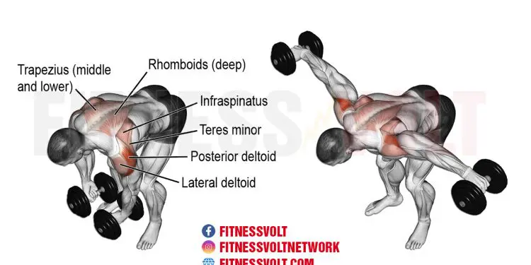 Dumbbell Bent-Over Lateral Raise: Target Your Shoulder Muscles