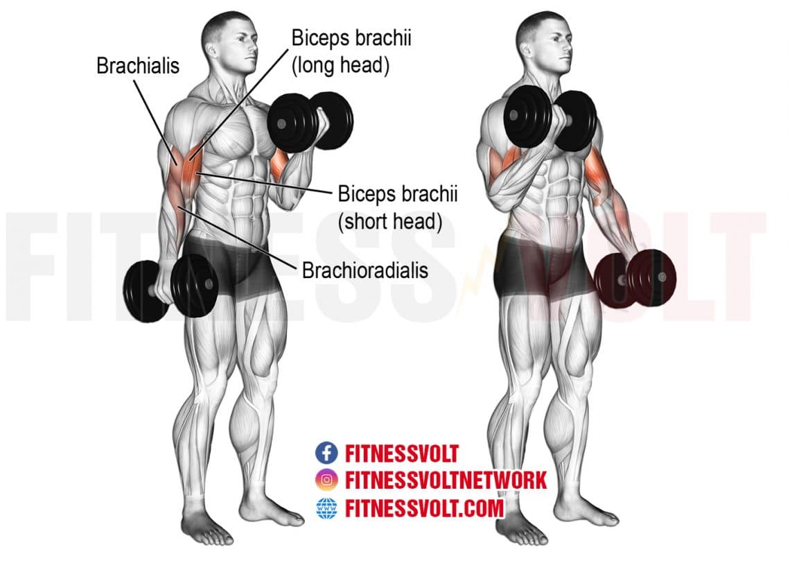 Barbell Curl Vs Dumbbell Curl Why You Need Both For Maximum Gains Fitness Volt