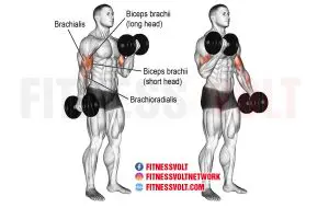 Dumbbell Curl