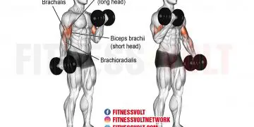 Dumbbell Curl