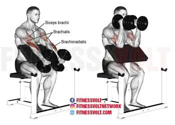 Dumbbell Hammer Preacher Curl
