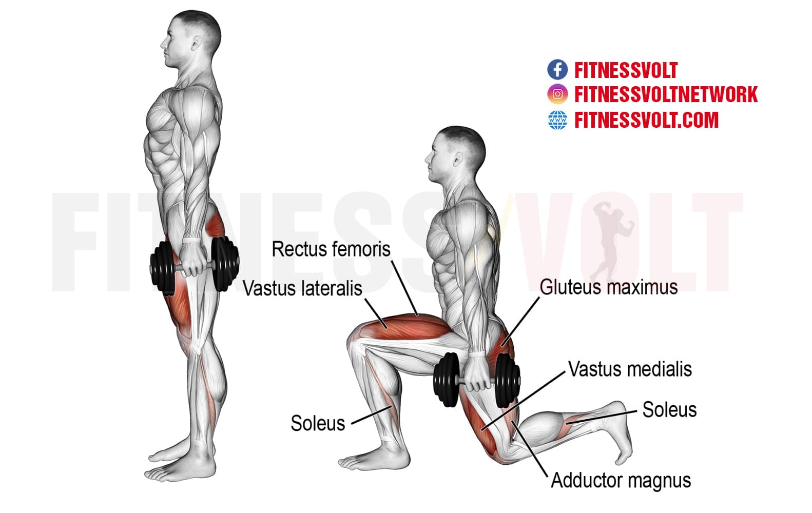lunge exercise muscles worked
