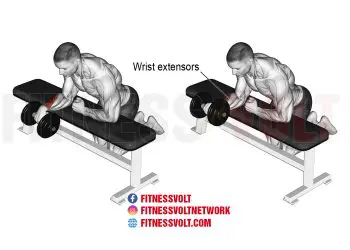 Build Powerful Forearms with Dumbbell One-Arm Reverse Wrist Curl