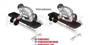 Build Powerful Forearms with Dumbbell One-Arm Reverse Wrist Curl