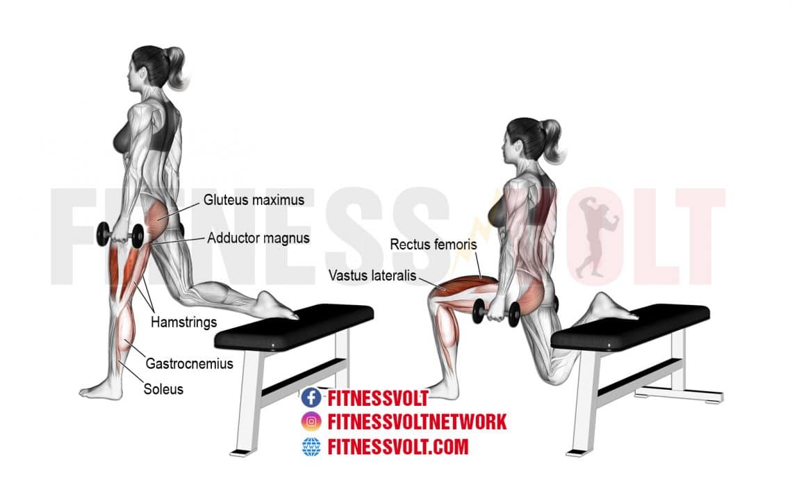Dumbbell OneLeg Split Squat (Legs) Fitness Volt