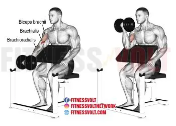 Dumbbell Preacher Curl: Target Your Biceps and Brachialis Effectively